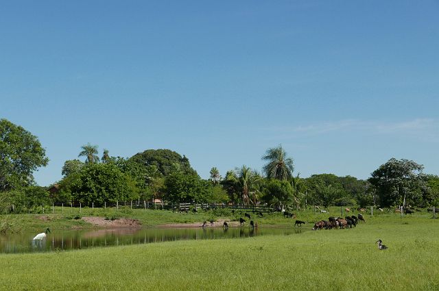 119-pantana met ibisl.jpg - De lodge waar we verblijven hoort bij een fazenda, een vijftal km verderop. Deze veehouderij ligt op een uitgestrekt terrein van bossen en een open parklandschap.